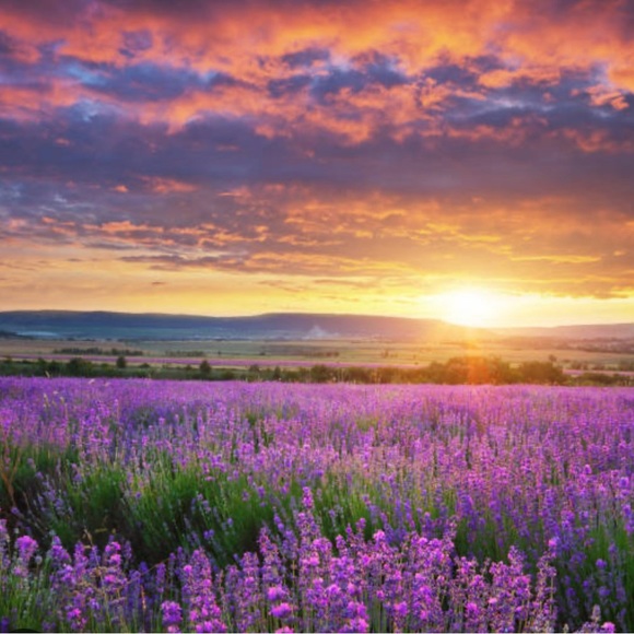 Meet your Posher, Leila - Picture 7 of 12